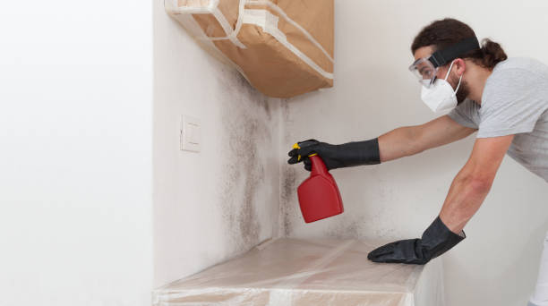 Professional Basement Mold Remediation technician working in Lewisville, WA