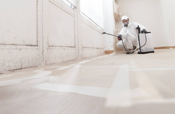 24/7 Emergency Basement Mold Remediation experts in Lewisville, WA