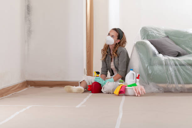 Reliable Basement Mold Remediation contractor in Lewisville, WA by Mold Remediation HQ