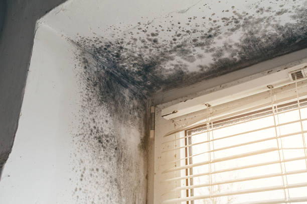 Affordable Basement Mold Remediation solutions in Lewisville, WA